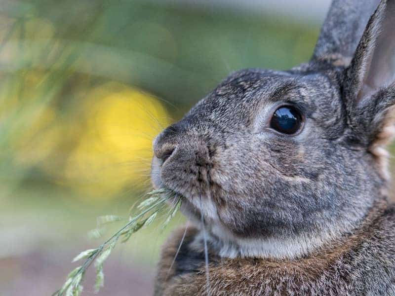 Kaninchen frisst