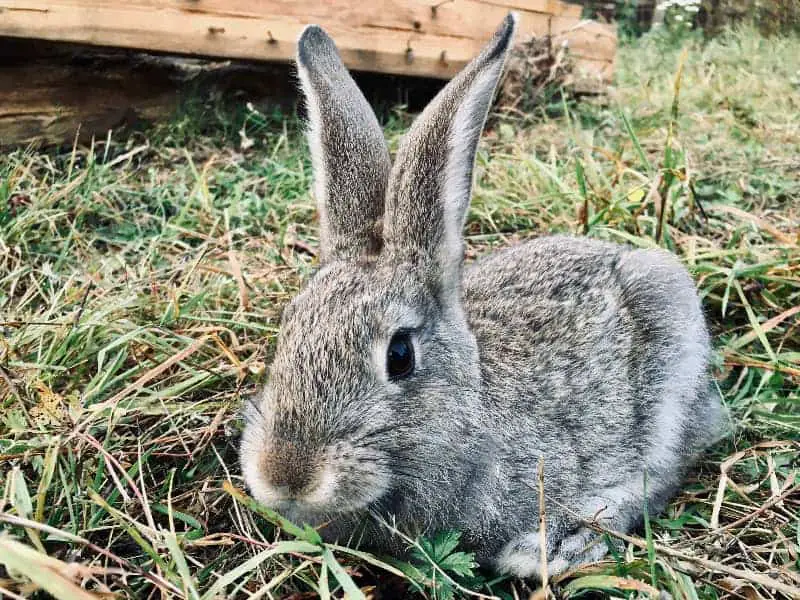 Are rabbits allowed to eat goutweed?