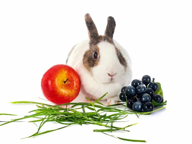 Dürfen Kaninchen Äpfel essen?