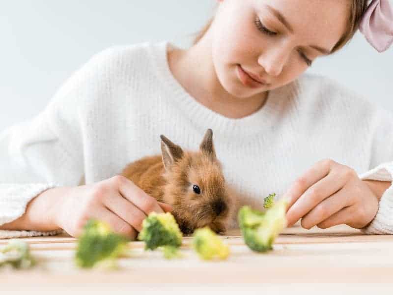 Dürfen Kaninchen Brokkoli essen?