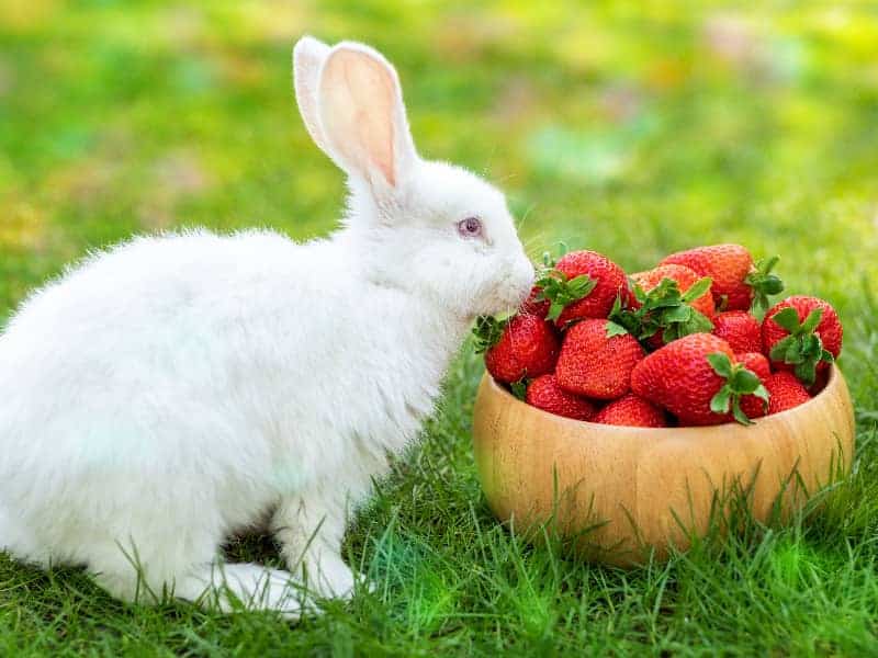 Are rabbits allowed to eat strawberries?