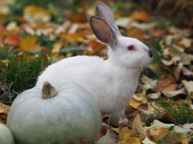 Kaninchen Kürbis