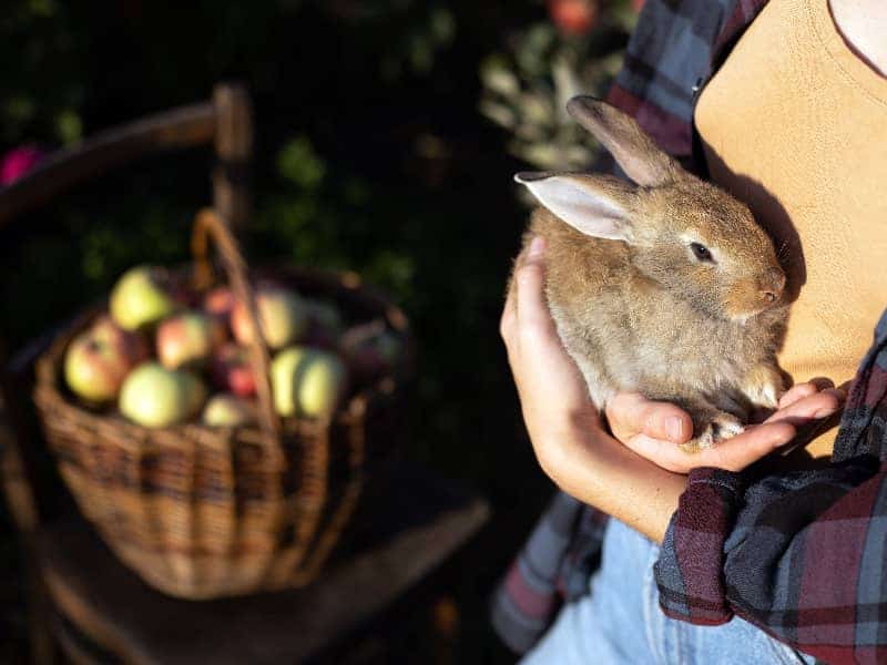 Dürfen Kaninchen Birnen essen?