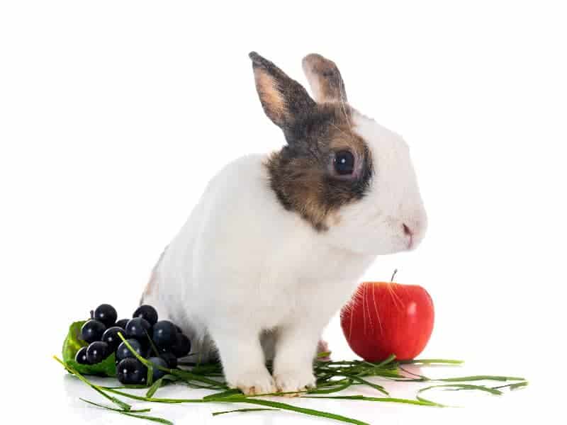 Dürfen Kaninchen Weintrauben essen?