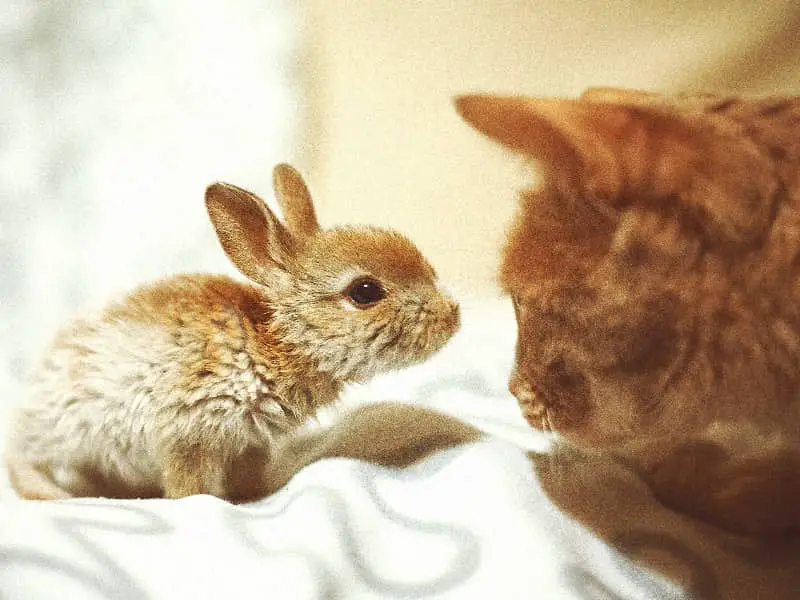 Kaninchen und Katze