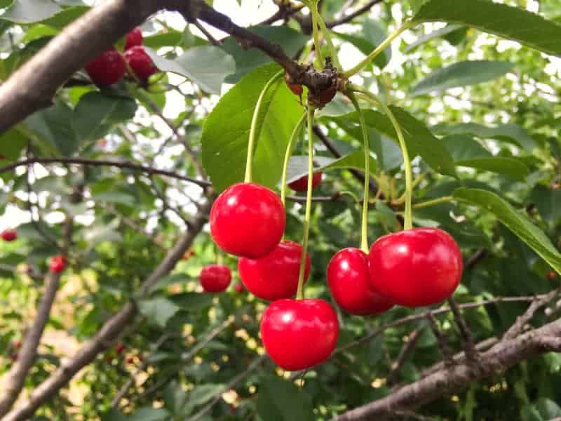 Dürfen Kaninchen Kirschen essen?