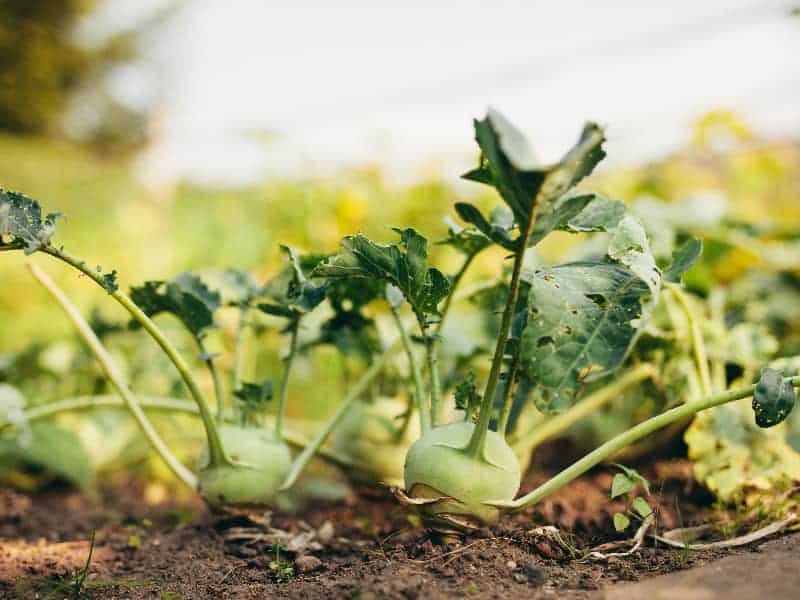 Dürfen Kaninchen Kohlrabi essen?