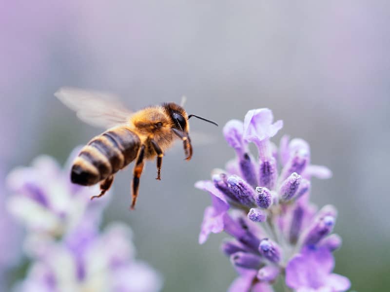 Bienenfreundliche Balkonpflanzen