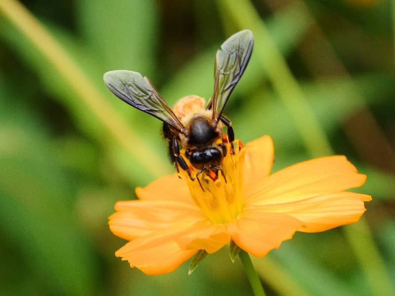 Warum sterben Bienen, wenn sie stechen?