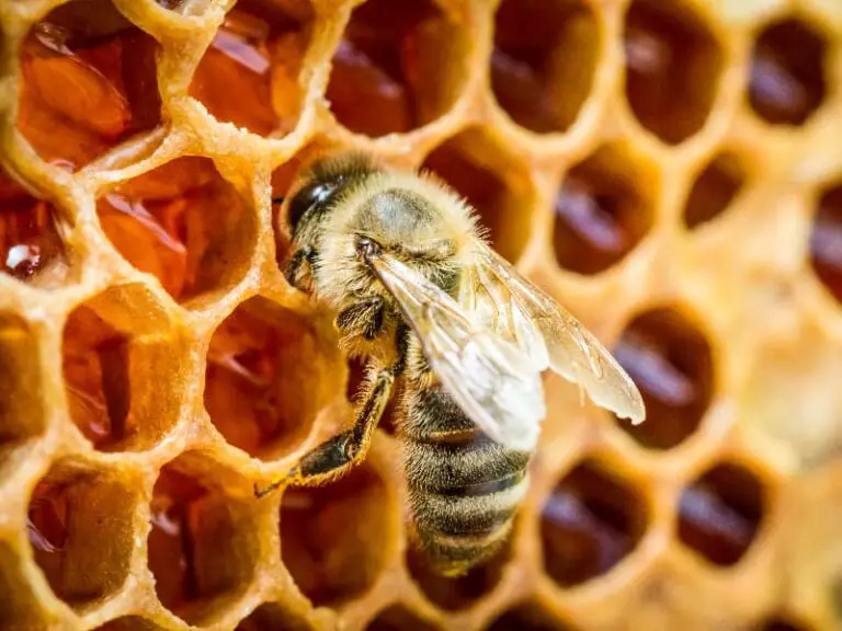 Ab wann fliegen Bienen? Tier im Garten