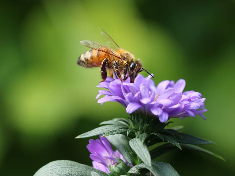 Wie hoch können Bienen fliegen?