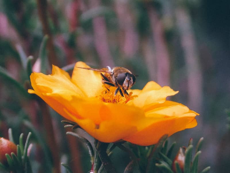 Bienen mit Rüssel