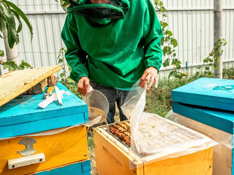 Bienen füttern