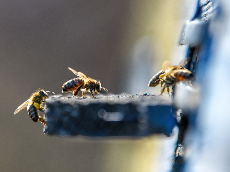 wie kommunizieren Bienen?