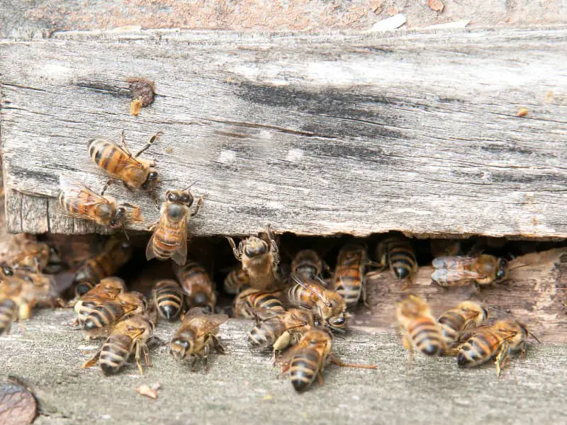 Bienennest im Dach