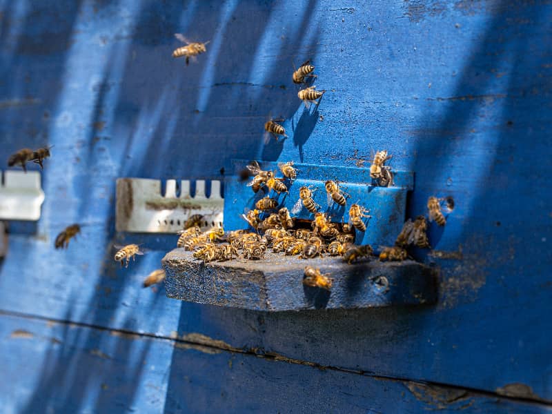 Bienen Räuberei