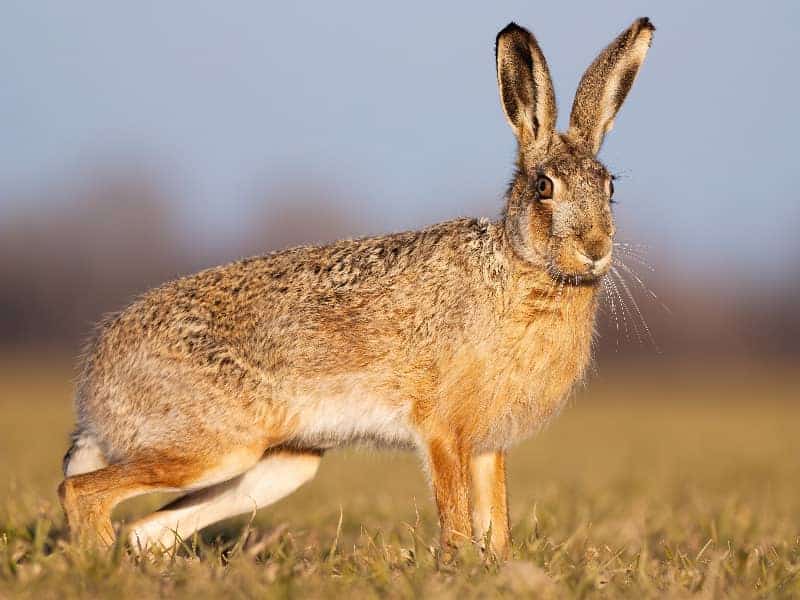 Hase und Kaninchen