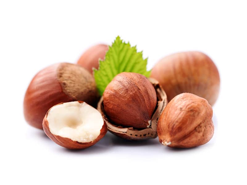 What animals eat hazelnuts?