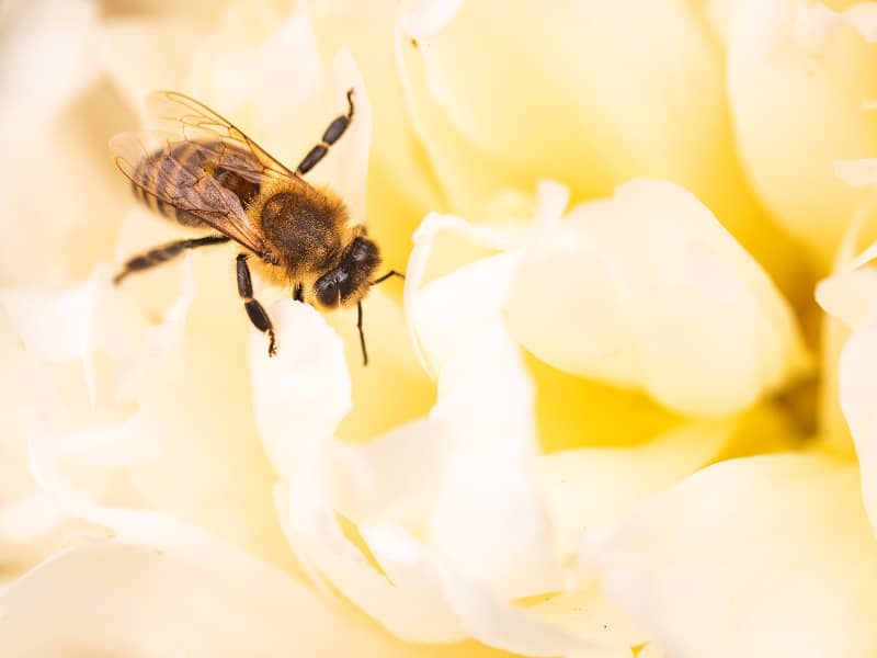 Bienen im Rollladenkasten