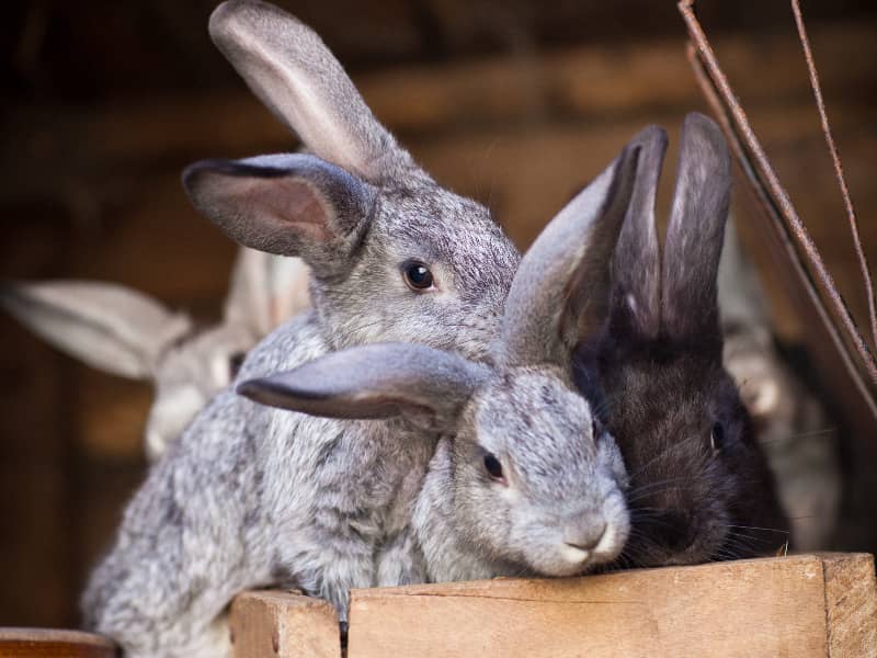 Kaninchen Geschwister zusammen halten