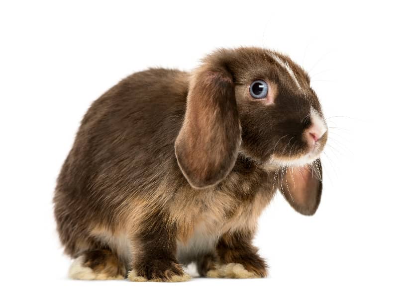 Können Kaninchen durch Stress sterben?