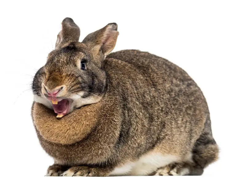 Kaninchen beißt