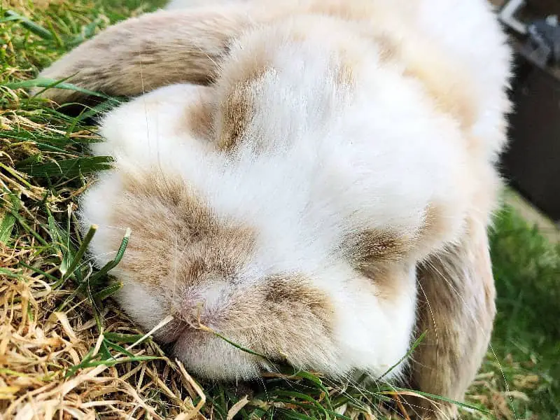 Können Kaninchen träumen?