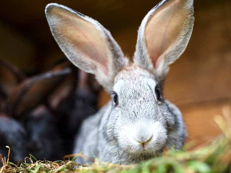 Dürfen Kaninchen Sonnenblumenkerne essen?