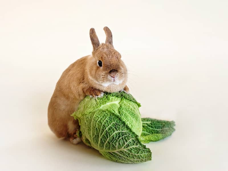 Dürfen Kaninchen Weißkohl essen?