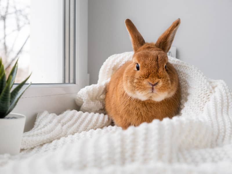 Dürfen Kaninchen Klee essen? 