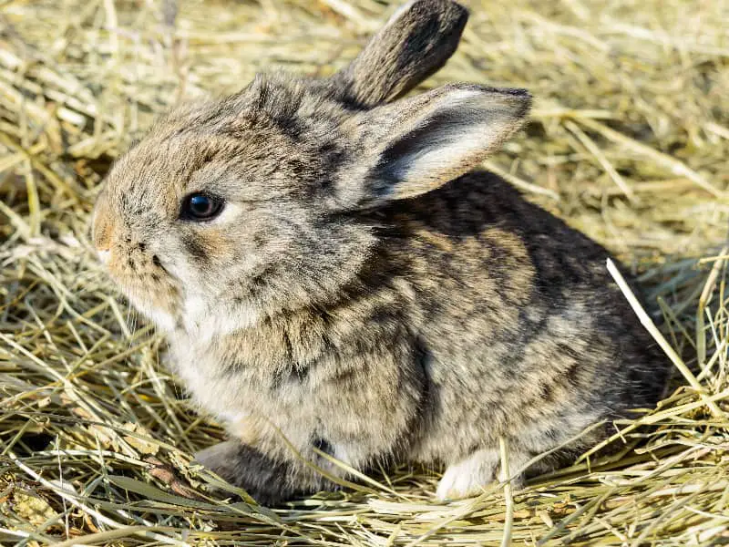 Kann ein Kaninchen nur von Heu leben?