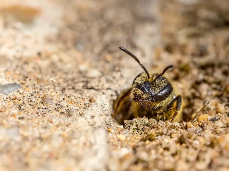 Sand bee