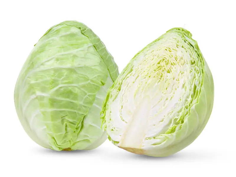 Can rabbits eat pointed cabbage?
