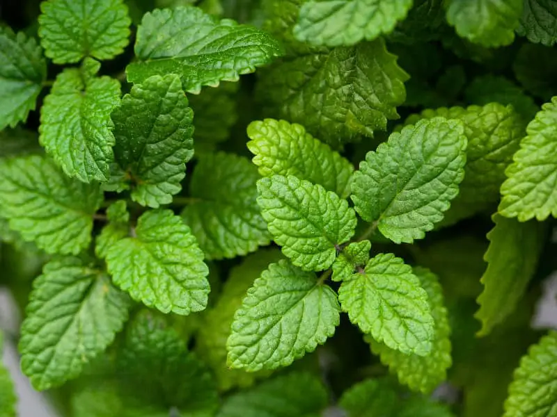 Dürfen Kaninchen Zitronenmelisse essen?