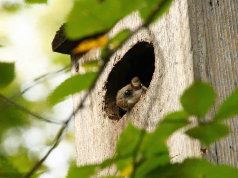 Fliegende Eichhörnchen