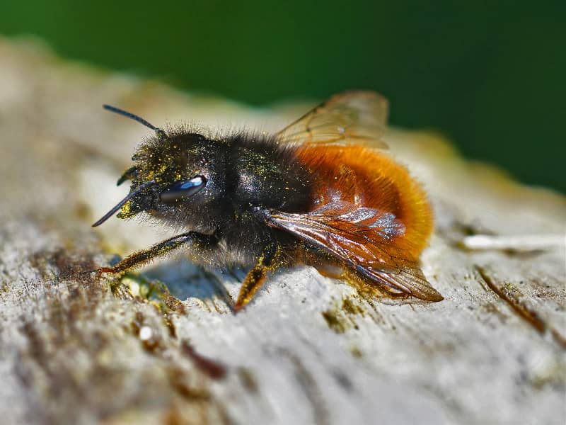 horned mason bee