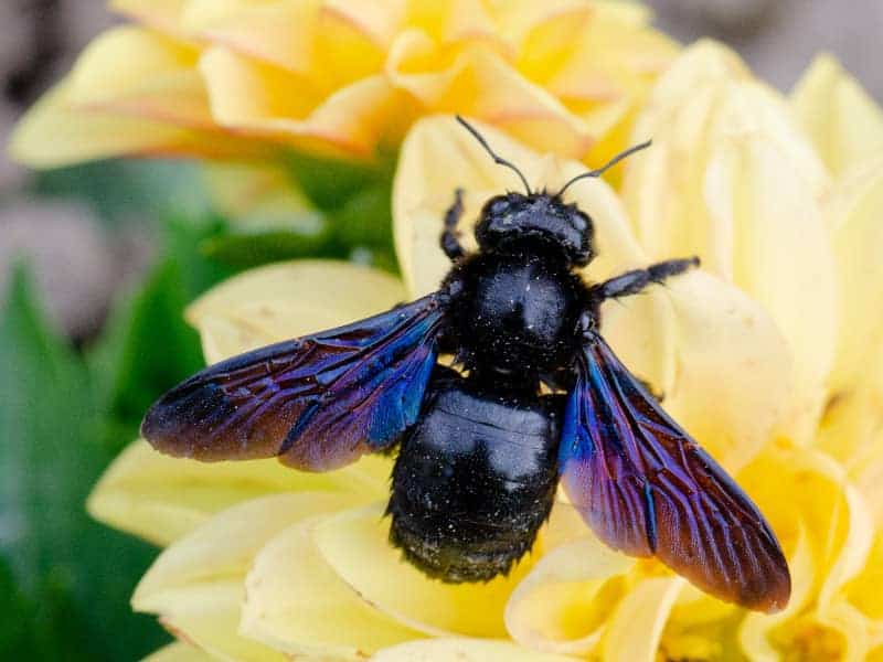 Schwarze Holzbiene