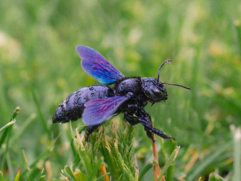 große blaue Holzbiene