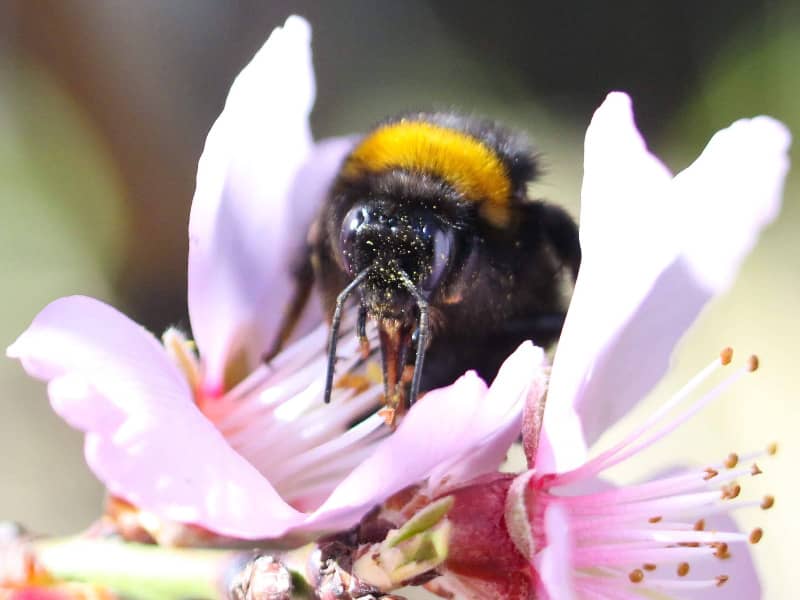 was macht Bienen aggressiv?