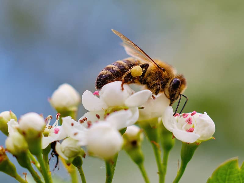 Wie schnell fliegen Bienen?