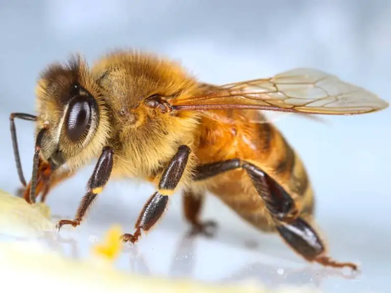 Wie Weit Fliegt Eine Biene tier-im-garten.de