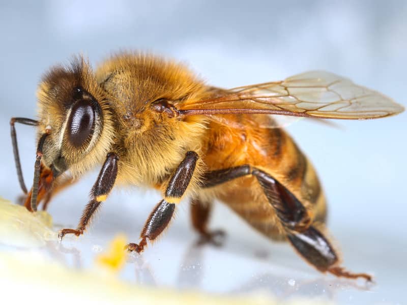 How far do bees fly?