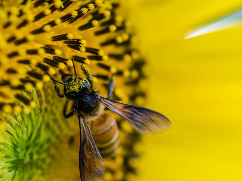 Spätblüher für Bienen