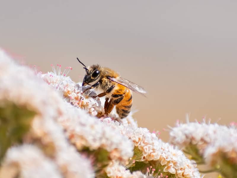 Varroamilbe Bienen
