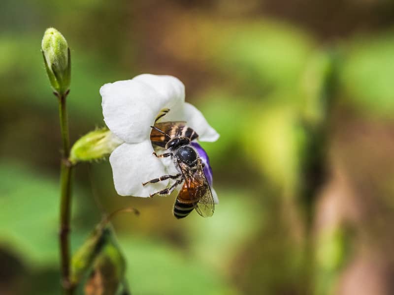 Wie lange fliegen Bienen abends?