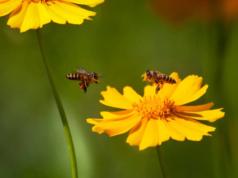 warum Summen Bienen?