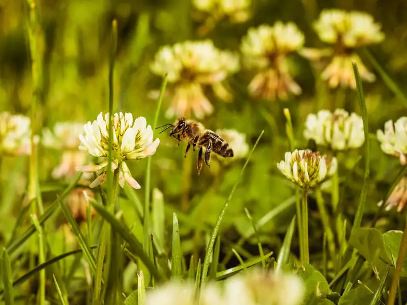 Ab wann fliegen Bienen?