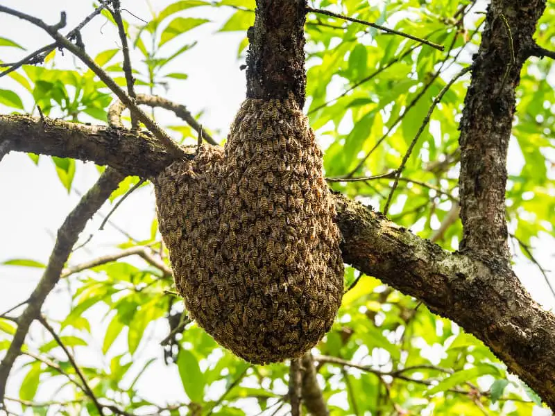 When do bees swarm?