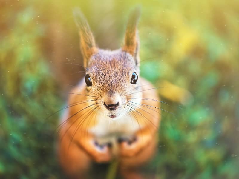 Fressen Eichhörnchen Mäuse?