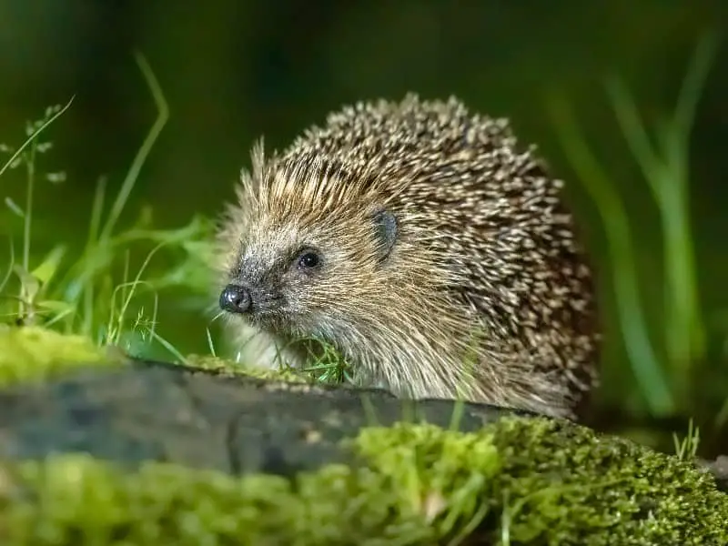 wie groß ist ein Igel?